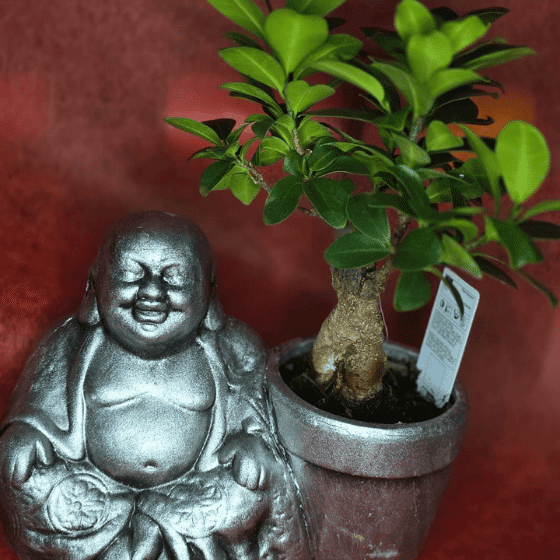 Bonsai con buda