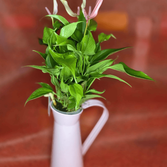 Jarra Rosa con Anturium